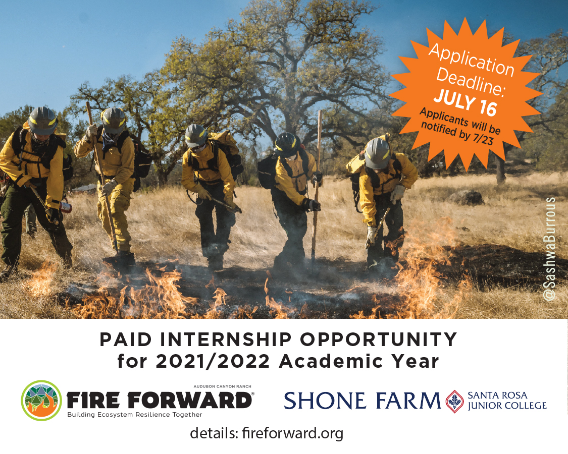 Fire Forward Internship