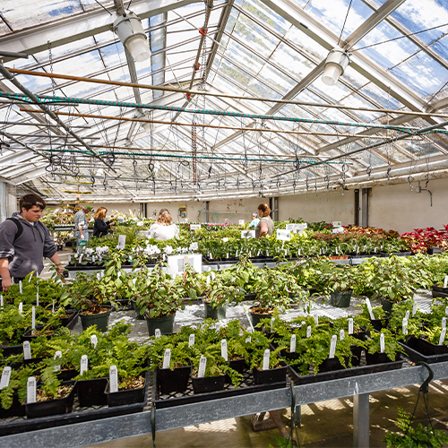 horticulture greenhouse