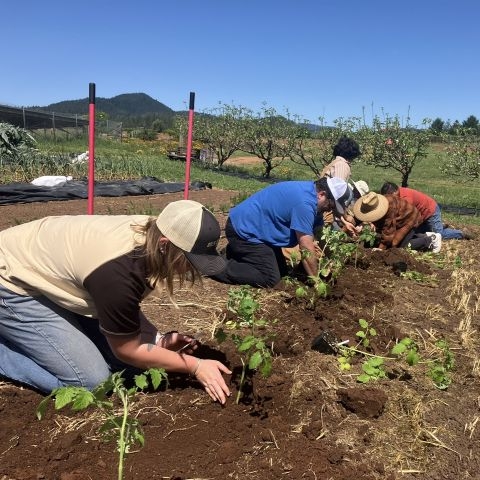 Students planting